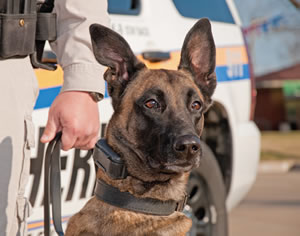 Law enforcement canine
