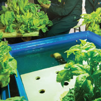 Aquaponics, Aeroponics, and Closed Loop Food Systems